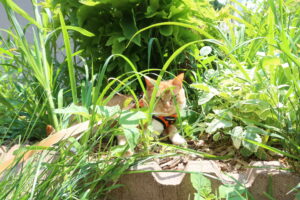 pretty girl working on her tan in the garden 
